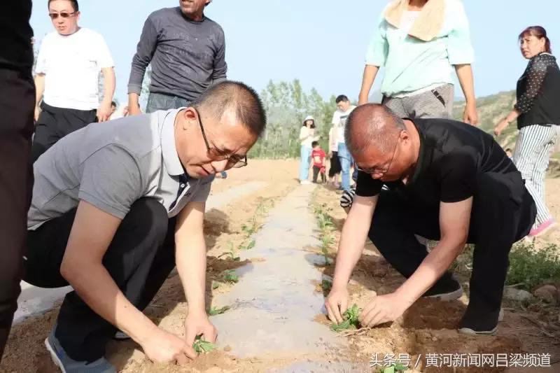 最新插苗技术，提高生存率与生长效率的种植革命，最新插苗技术引领种植革命，提升生存率和生长效率